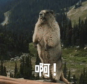 1533609999523190.gif